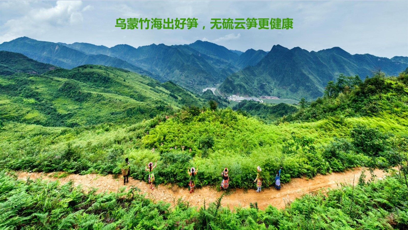 云笋简介20210811_01