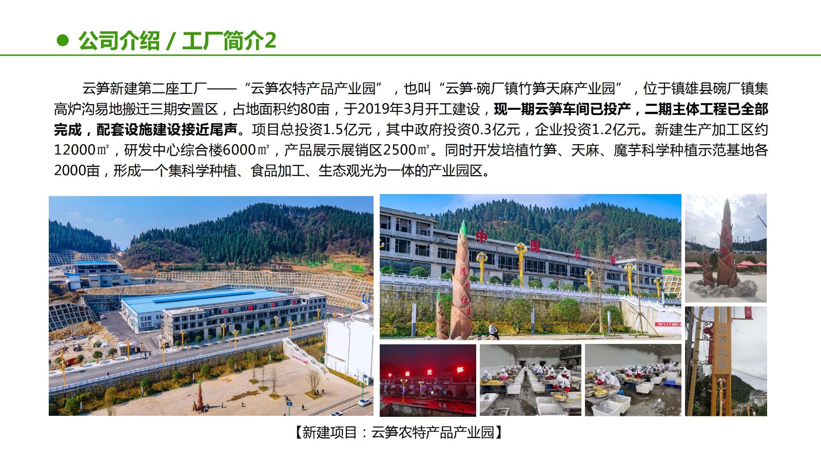 云笋简介20210811_06